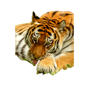 A Beautiful Tiger Rests On Green Grass, Showcasing Its Majestic Stripes And Piercing Eyes. 18598 - Cat PNG image with transparent background